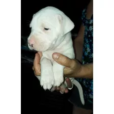 Dogo Argentino