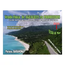 Vendo Finca De Aguacate En Produccion En Paraiso, Barahona, 255,600 Mts.2, Vista Al Mar De Oportunidad