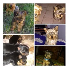 Cachorras Yorkie Terrier 