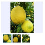 Primera imagen para búsqueda de limones