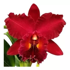 Orquídea Cattleya Vermelha Clone (s-081)