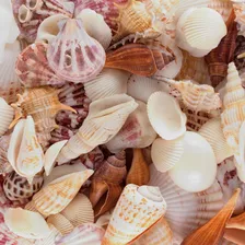 Mixed Ocean Beach Fairy Garden Seashells Vida Marina Ar...