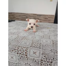 Chihuahua Mini. 