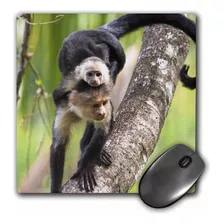 Alfombrilla De Ratón Imagen Monos Capuchinos Corcovado 8 X 8