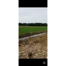 Te Vendo Excelente Finca De Arroz En Bonao