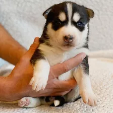 Lobo Siberiano Husky Siberiano Precio Medellin Cali Bogota 