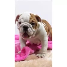  Venta Cachorros Bulldog Ingles Precio Medellin - Colombia 