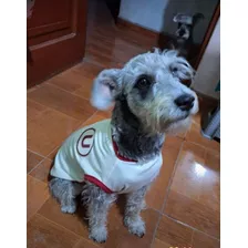 Polo De La U Para Mascotas