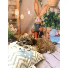 Shih Tzu Filhote (machinho) 