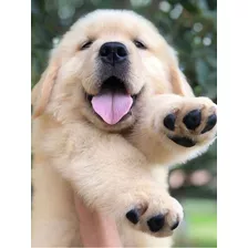 Cachorros Golden Retriever Originales