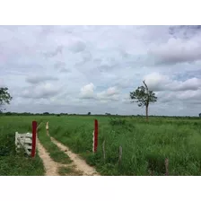 Rancho Ganadero En Yucatán, México