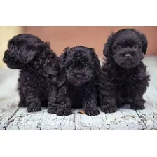 Hermosos French Poodle Minitoy Negro 90