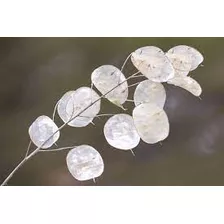 Semillas De Flor Lunaria, Monedas Del Papa