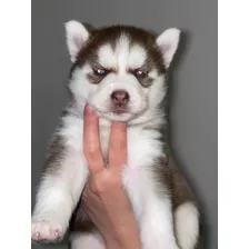 Cachorros Husky Siberiano Con Pedigree