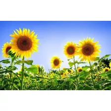 50 Semillas De Girasol Organicas Para Cultivo Ideal Huerta 