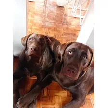 Cachorros De Labrador Chocolates Y Dorados