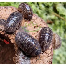 40 Cochinillas Grises Armadillidium Vulgare Isopodos Baras