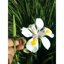 Semilla Iris Blanco 