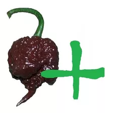 Carolina Reaper Chocolate ( + Forte Que A Vermelha) 50 Sem