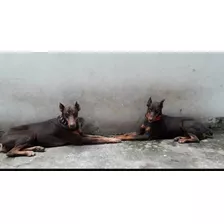 En Venta Cachorros Doberman Alemán