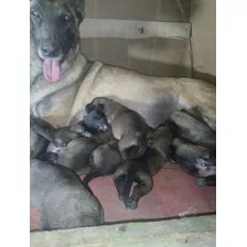 Cachorros Pastor Belga Acarbonados 