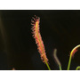 Segunda imagen para búsqueda de plantas carnivoras