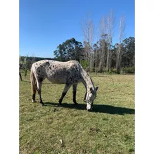 Vendo Yegua Appaloosa, Ideal Para Niños!