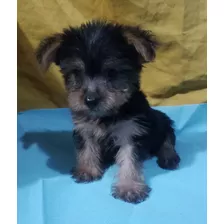 Cachorro Yorkshire Terrier Mini Disponible Macho En Guayaqui