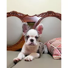 Bulldog Francés Fluffy Cocoa Merle