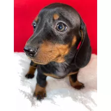 Salchicha Mini Arlequin Cachorro Hembra Dachshund Teckel