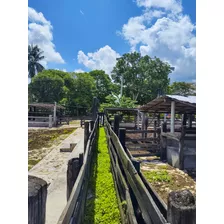 Venta De Rancho En Zona Ganadera De Yucatán, Con Cenotes, 453 Has