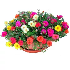 20 Pacotes Sementes Flor Onze Horas Portulaca Frete Gratis