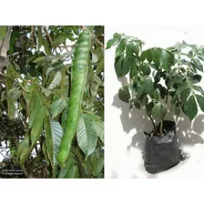 Planta De Guaba Guama Inga Cultivo Arboles Frutales Ecuador