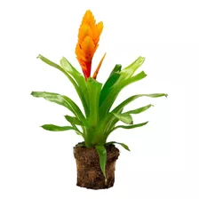 Pack X 10 Semillas Bonsai Bromeliad Raras (elegir Especie)