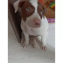 Cachorra Pitbull De Dos Meses