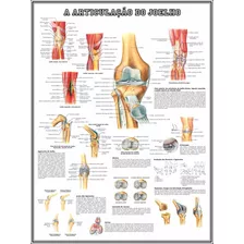 Mapa Joelho 65x100cm Poster Enfermagem Fisioterapia Medicina