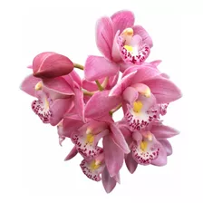 Orquídea Cimbidium