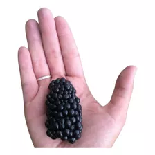 Amora Preta Gigante Blackberry - Rubus Sementes Para Mudas