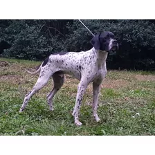 Pointer Criadero La Shanna Pointers Cachorros Pedigrí F.c.a 