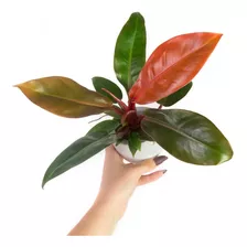 Muda Philodendron Red Sun - Planta Filodendro Vermelho