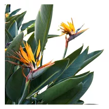 Strelitzia Reginae (flor Naranja)-7lts- Envíos Al Interior