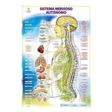 Posters El Sistema Nervioso Autónomo