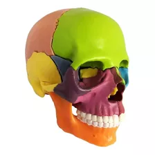 Figura De Cráneo Anatómico De Color, Desmontable.