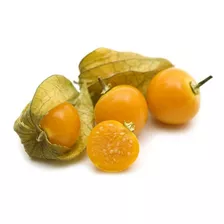 Canapum / Physalis Peruviana - Fruta - Sementes 100