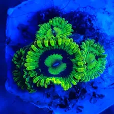 Coral Zoanthus Yoda- Exotico