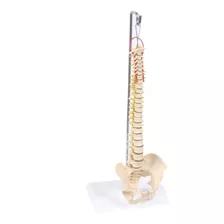 Kit Coluna Vertebral Anatômico Humano / Modelo Anatômico