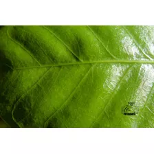 Fotografia: Textura De Una Hoja Verde