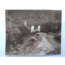 Antigua Fotografía De Paisaje Campestre, Arriero Con Mulas