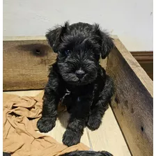 Mini Schnauzer, San Isidro