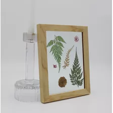 Cuadro Con Flores Y Plantas Prensadas, 18cm X 23cm